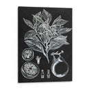 Estudio Botánico Cítrico I - Melissa Wang | Cuadro decorativo de Canvas Lab