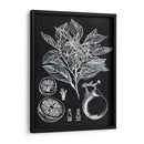Estudio Botánico Cítrico I - Melissa Wang | Cuadro decorativo de Canvas Lab