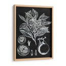 Estudio Botánico Cítrico I - Melissa Wang | Cuadro decorativo de Canvas Lab