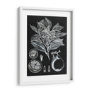 Estudio Botánico Cítrico I - Melissa Wang | Cuadro decorativo de Canvas Lab