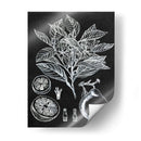 Estudio Botánico Cítrico I - Melissa Wang | Cuadro decorativo de Canvas Lab