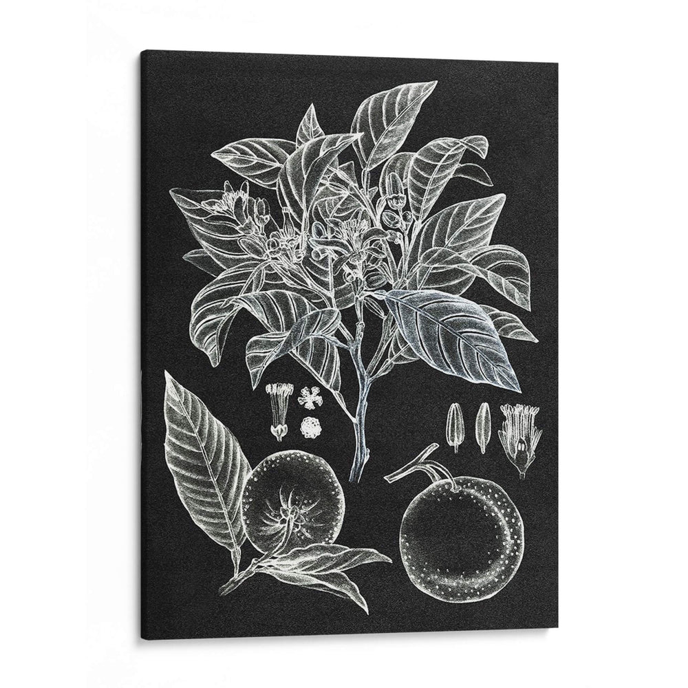 Estudio Botánico Cítrico Ii - Melissa Wang | Cuadro decorativo de Canvas Lab