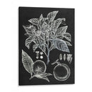 Estudio Botánico Cítrico Ii - Melissa Wang | Cuadro decorativo de Canvas Lab