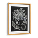 Estudio Botánico Cítrico Ii - Melissa Wang | Cuadro decorativo de Canvas Lab