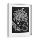 Estudio Botánico Cítrico Ii - Melissa Wang | Cuadro decorativo de Canvas Lab