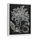 Estudio Botánico Cítrico Ii - Melissa Wang | Cuadro decorativo de Canvas Lab