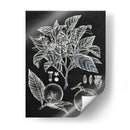 Estudio Botánico Cítrico Ii - Melissa Wang | Cuadro decorativo de Canvas Lab