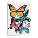 Muestras De Mariposa I - Melissa Wang | Cuadro decorativo de Canvas Lab