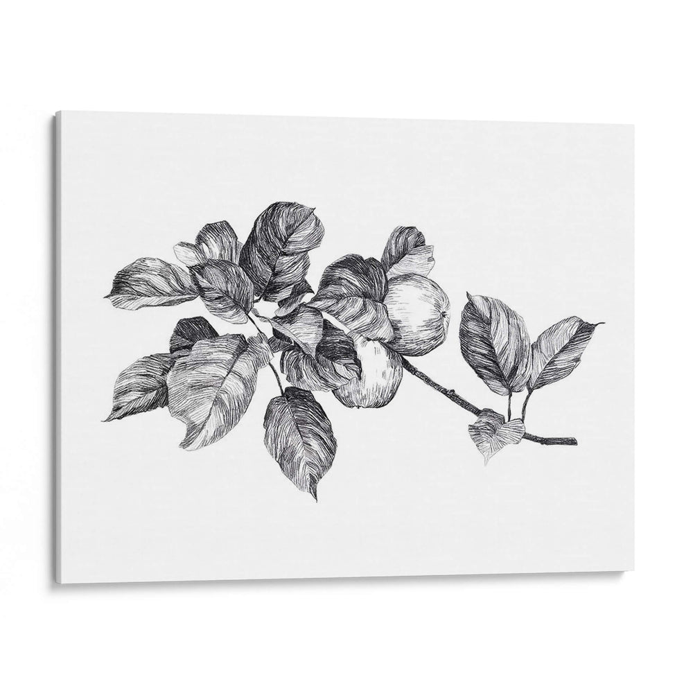 Apple Grabado I - Emma Scarvey | Cuadro decorativo de Canvas Lab