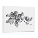 Apple Grabado I - Emma Scarvey | Cuadro decorativo de Canvas Lab