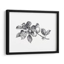 Apple Grabado I - Emma Scarvey | Cuadro decorativo de Canvas Lab