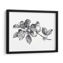 Apple Grabado I - Emma Scarvey | Cuadro decorativo de Canvas Lab