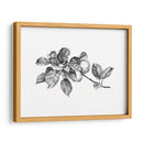 Apple Grabado I - Emma Scarvey | Cuadro decorativo de Canvas Lab