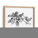 Apple Grabado I - Emma Scarvey | Cuadro decorativo de Canvas Lab