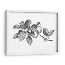 Apple Grabado I - Emma Scarvey | Cuadro decorativo de Canvas Lab