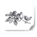 Apple Grabado I - Emma Scarvey | Cuadro decorativo de Canvas Lab