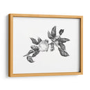 Apple Grabando Ii - Emma Scarvey | Cuadro decorativo de Canvas Lab