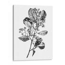 Espino Berry Rama I - Emma Scarvey | Cuadro decorativo de Canvas Lab