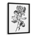 Espino Berry Rama I - Emma Scarvey | Cuadro decorativo de Canvas Lab