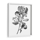 Espino Berry Rama I - Emma Scarvey | Cuadro decorativo de Canvas Lab