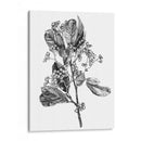 Espino Berry Rama Ii - Emma Scarvey | Cuadro decorativo de Canvas Lab