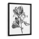 Espino Berry Rama Ii - Emma Scarvey | Cuadro decorativo de Canvas Lab