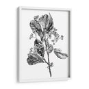 Espino Berry Rama Ii - Emma Scarvey | Cuadro decorativo de Canvas Lab