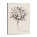 Estudio De Grafito Chrysanthemum I - Grace Popp | Cuadro decorativo de Canvas Lab
