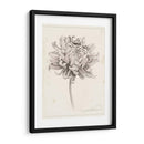 Estudio De Grafito Chrysanthemum I - Grace Popp | Cuadro decorativo de Canvas Lab