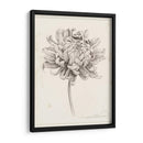 Estudio De Grafito Chrysanthemum I - Grace Popp | Cuadro decorativo de Canvas Lab
