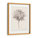 Estudio De Grafito Chrysanthemum I - Grace Popp | Cuadro decorativo de Canvas Lab