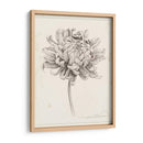 Estudio De Grafito Chrysanthemum I - Grace Popp | Cuadro decorativo de Canvas Lab