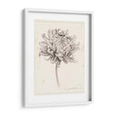 Estudio De Grafito Chrysanthemum I - Grace Popp | Cuadro decorativo de Canvas Lab