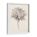 Estudio De Grafito Chrysanthemum I - Grace Popp | Cuadro decorativo de Canvas Lab