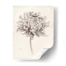 Estudio De Grafito Chrysanthemum I - Grace Popp | Cuadro decorativo de Canvas Lab