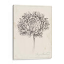Estudio De Grafito Crisantemo Ii - Grace Popp | Cuadro decorativo de Canvas Lab