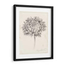 Estudio De Grafito Crisantemo Ii - Grace Popp | Cuadro decorativo de Canvas Lab