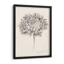 Estudio De Grafito Crisantemo Ii - Grace Popp | Cuadro decorativo de Canvas Lab