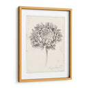 Estudio De Grafito Crisantemo Ii - Grace Popp | Cuadro decorativo de Canvas Lab