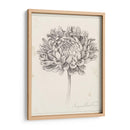 Estudio De Grafito Crisantemo Ii - Grace Popp | Cuadro decorativo de Canvas Lab