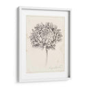 Estudio De Grafito Crisantemo Ii - Grace Popp | Cuadro decorativo de Canvas Lab