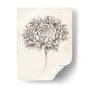 Estudio De Grafito Crisantemo Ii - Grace Popp | Cuadro decorativo de Canvas Lab