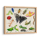 Bugdom I - Alicia Ludwig | Cuadro decorativo de Canvas Lab