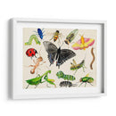Bugdom I - Alicia Ludwig | Cuadro decorativo de Canvas Lab
