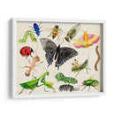 Bugdom I - Alicia Ludwig | Cuadro decorativo de Canvas Lab