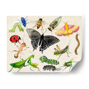 Bugdom I - Alicia Ludwig | Cuadro decorativo de Canvas Lab