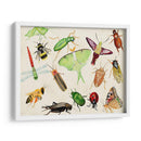 Bugdom Ii - Alicia Ludwig | Cuadro decorativo de Canvas Lab