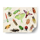 Bugdom Ii - Alicia Ludwig | Cuadro decorativo de Canvas Lab
