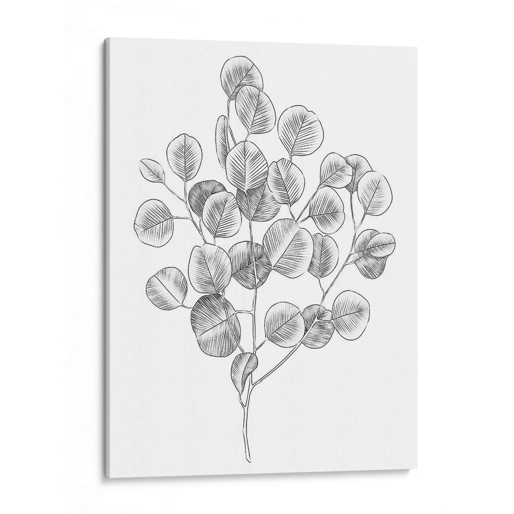 Eucalipto Sketch Ii - Emma Scarvey | Cuadro decorativo de Canvas Lab