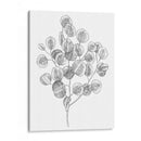 Eucalipto Sketch Ii - Emma Scarvey | Cuadro decorativo de Canvas Lab